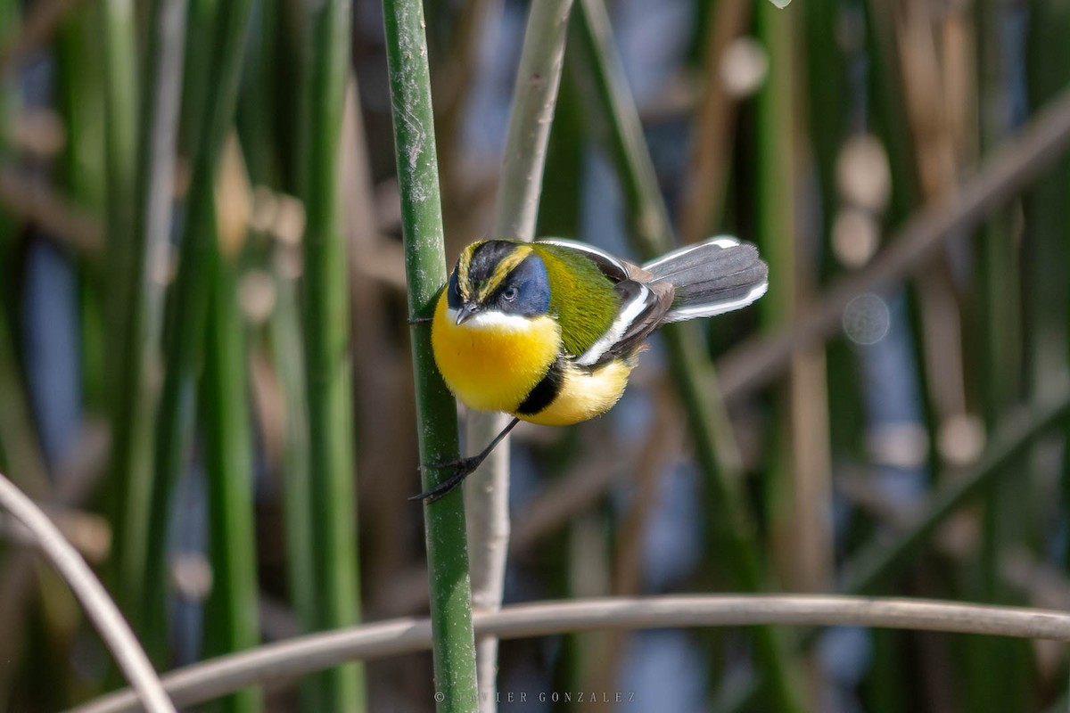 Many-colored Rush Tyrant - ML643061076