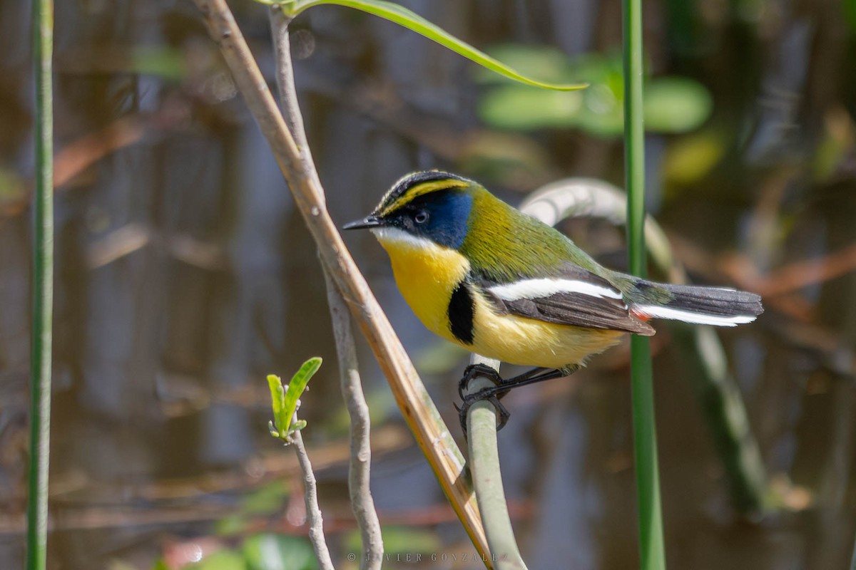 Many-colored Rush Tyrant - ML643061077