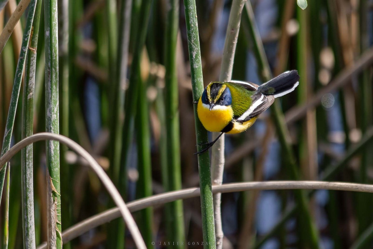 Many-colored Rush Tyrant - ML643061078