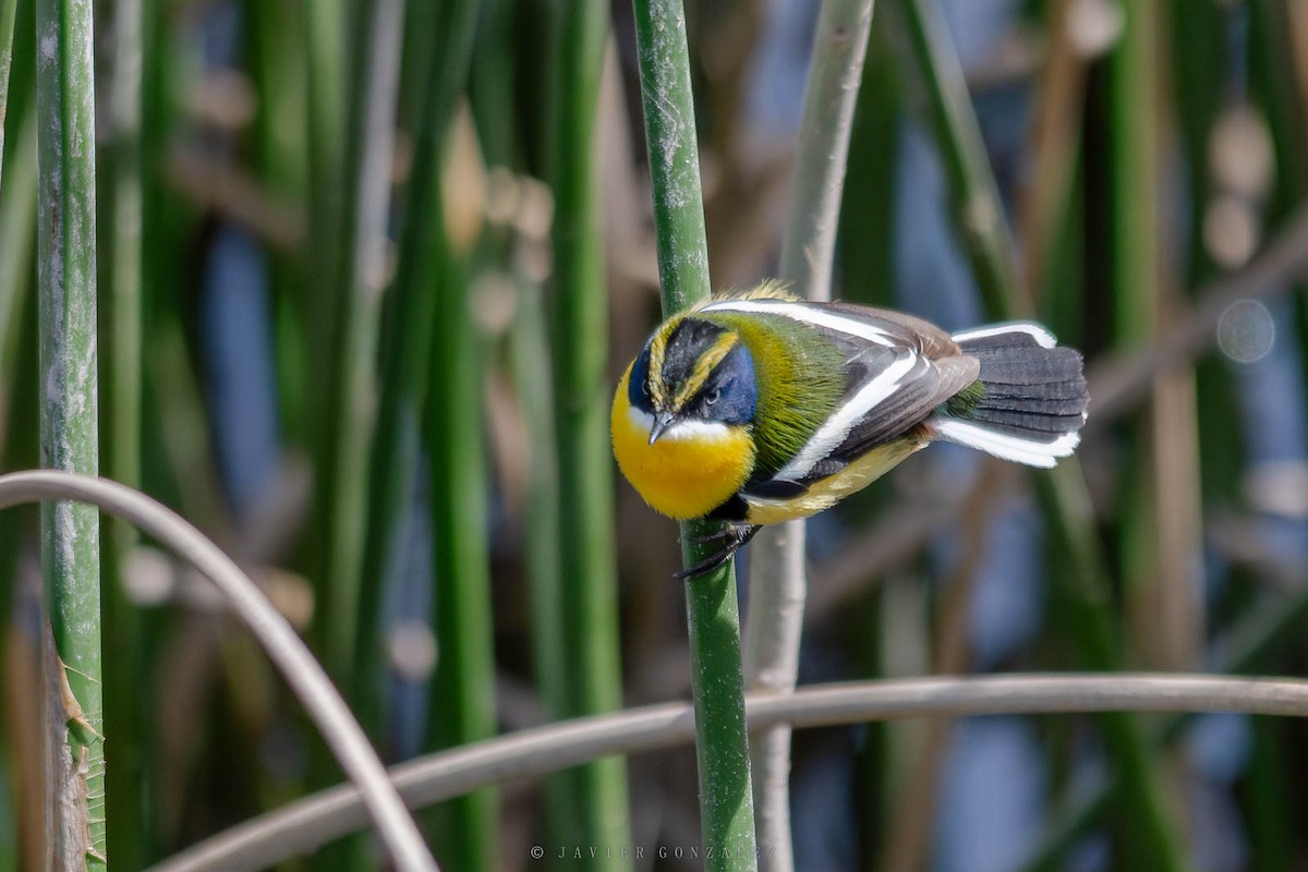 Many-colored Rush Tyrant - ML643061080