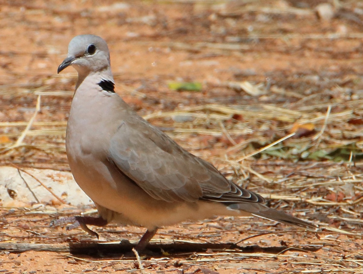 Ring-necked Dove - ML643061083