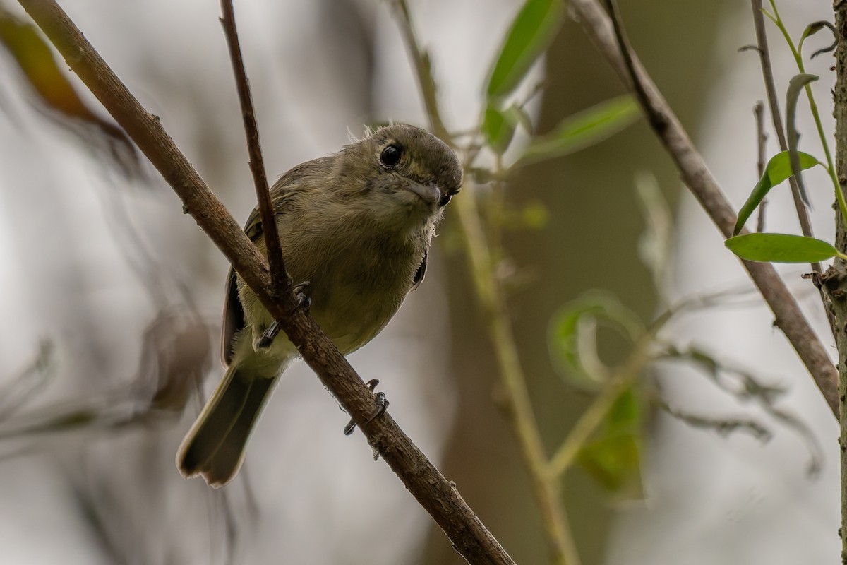 Hutton's Vireo - ML643061130