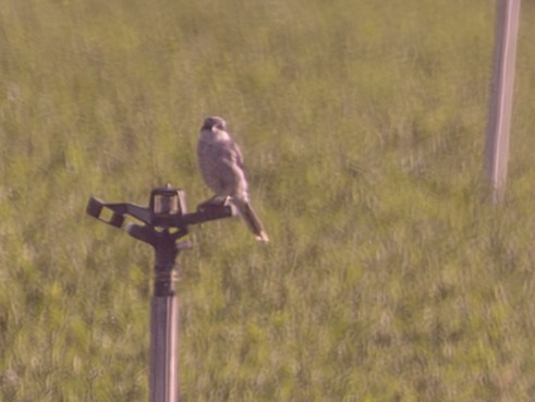 Iberian Gray Shrike - ML643061137
