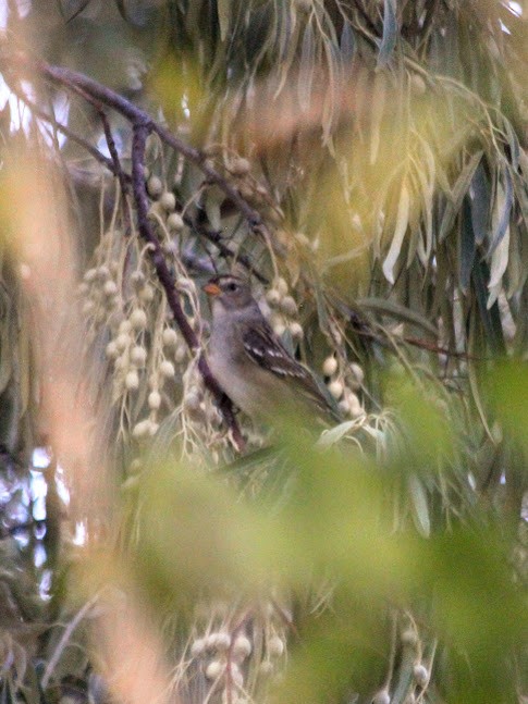 White-crowned Sparrow (Gambel's) - ML643061176