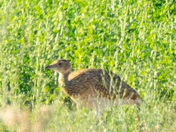 Little Bustard - ML643061186
