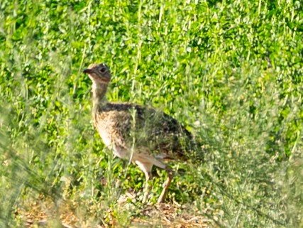 Little Bustard - ML643061187