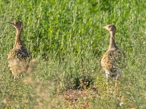 Little Bustard - ML643061189