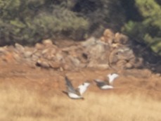 Little Bustard - ML643061193