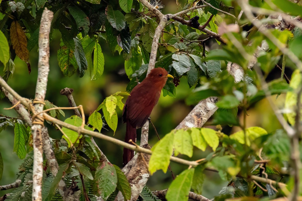 Little Cuckoo - ML643061204
