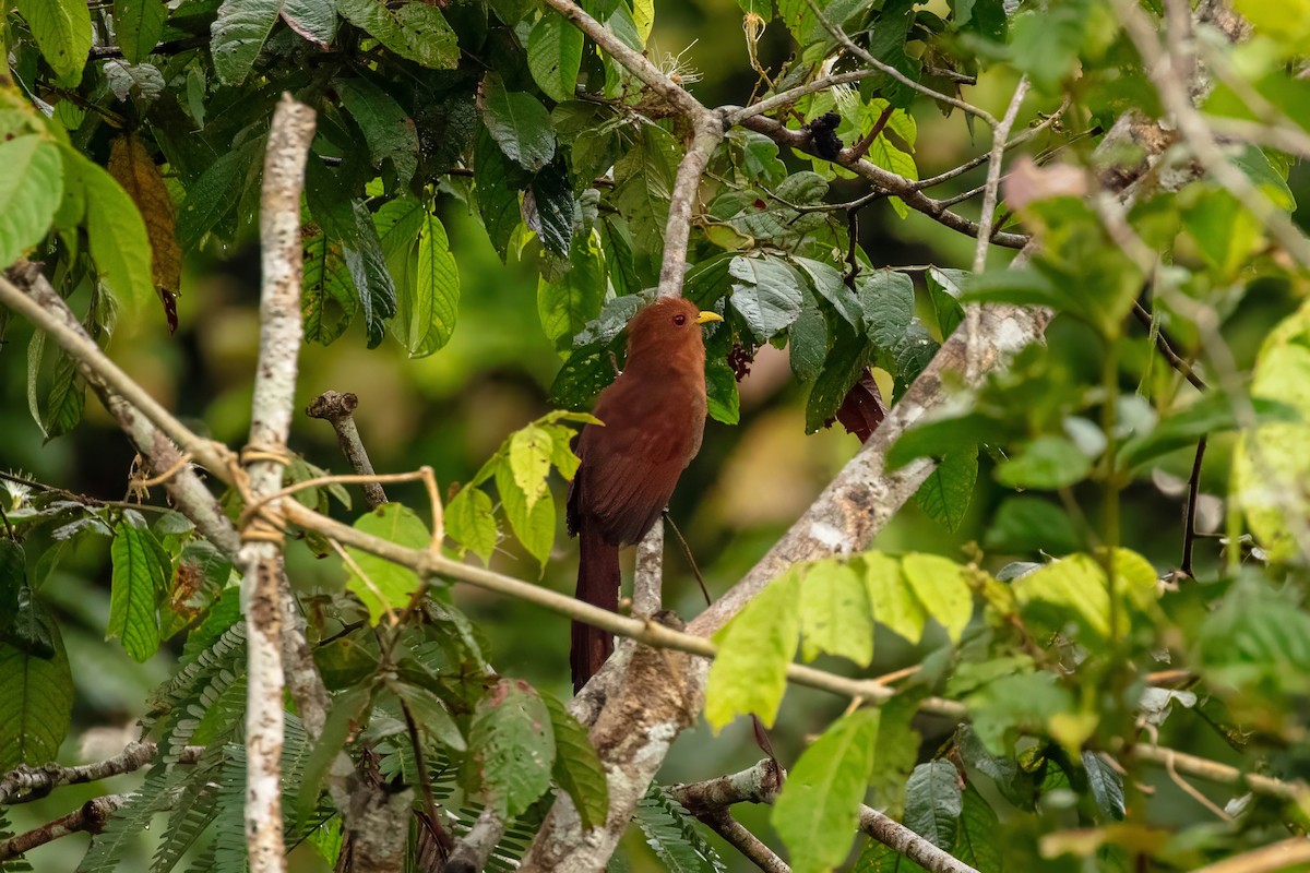Little Cuckoo - ML643061205