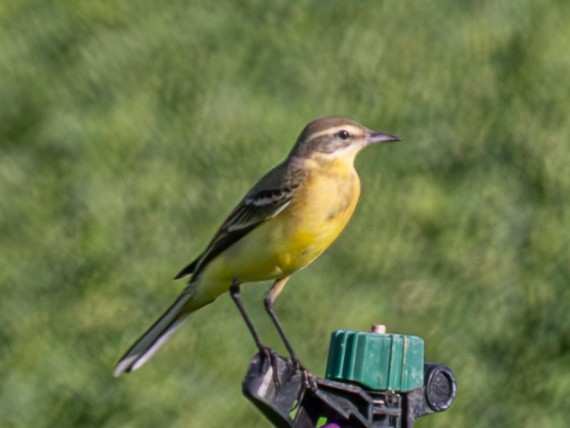 Western Yellow Wagtail - ML643061212