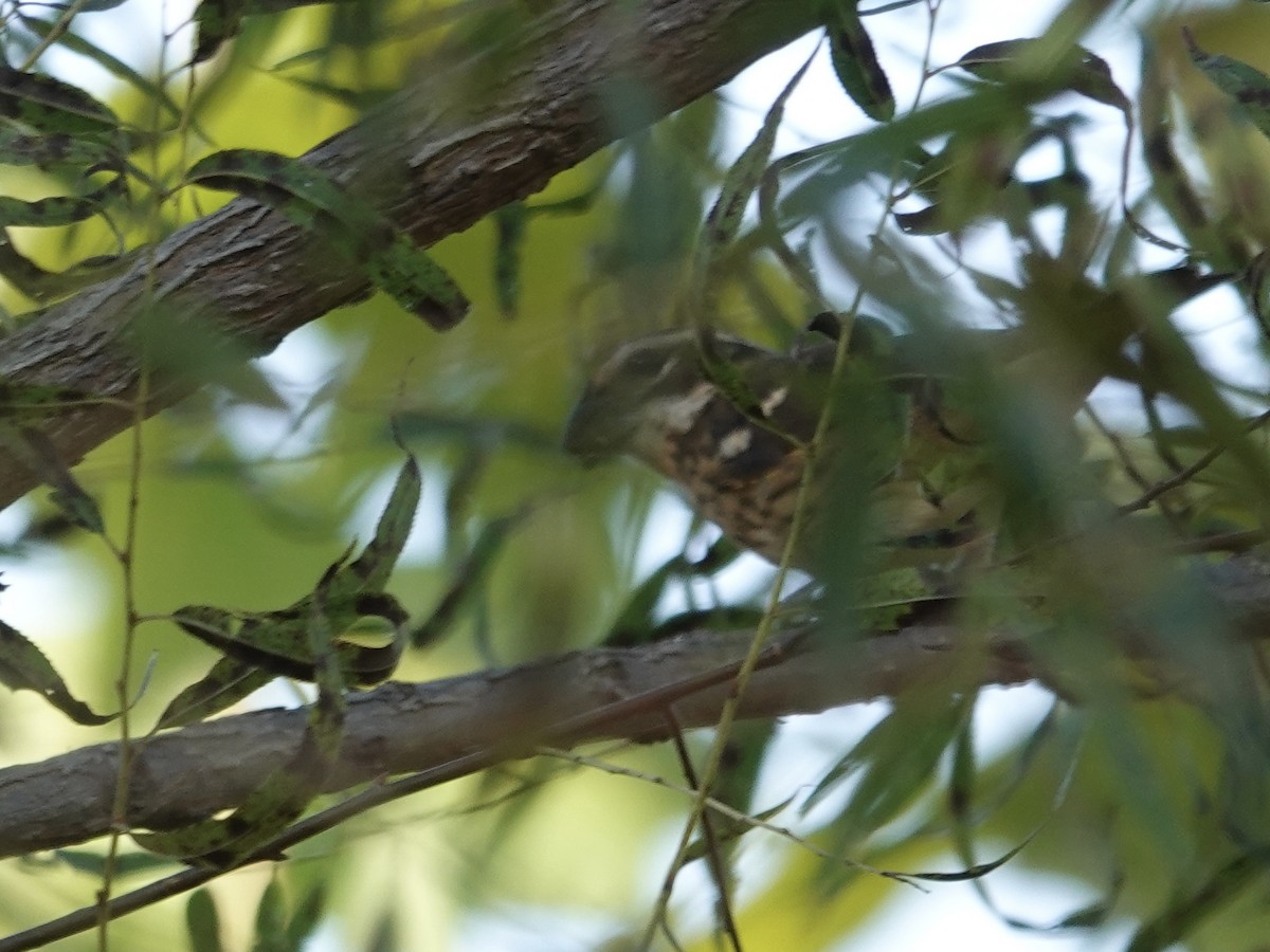 Rose-breasted Grosbeak - ML643061223