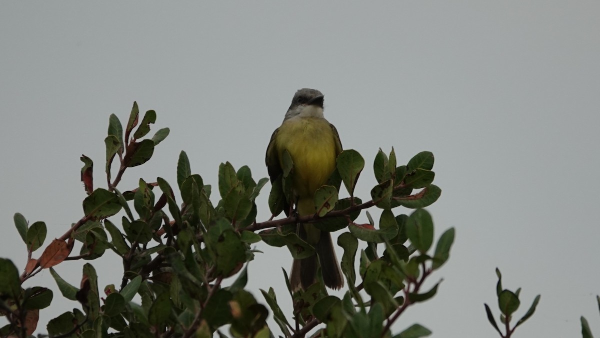 Tropical Kingbird - ML643061237