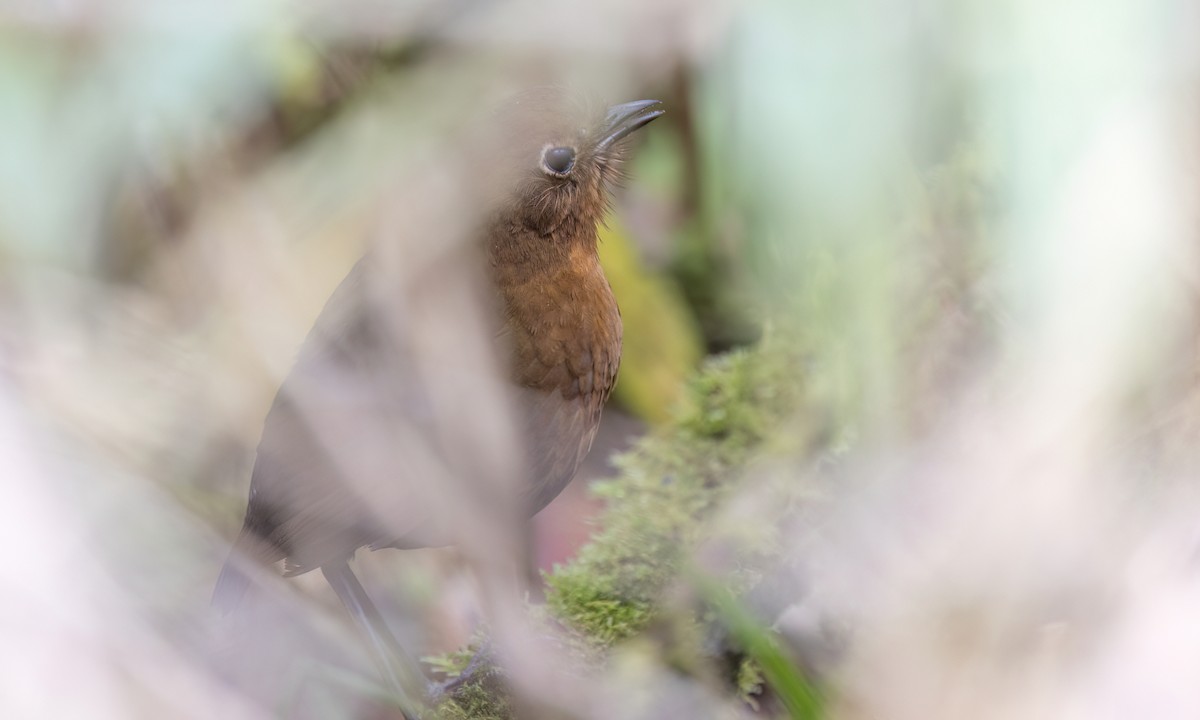 boliviamaurpitta - ML643061242