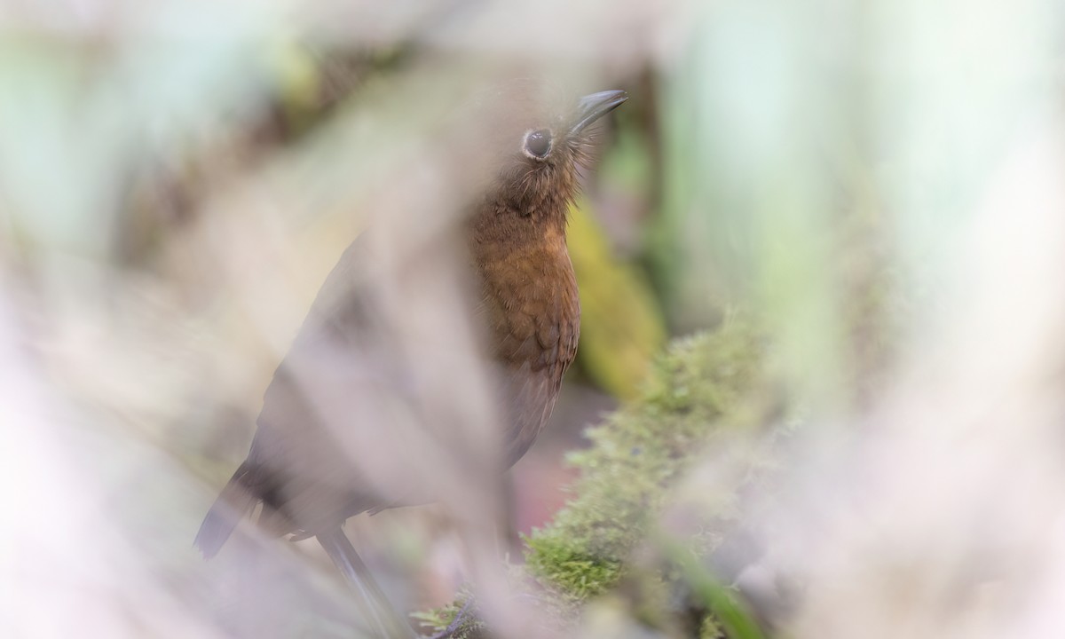 boliviamaurpitta - ML643061243