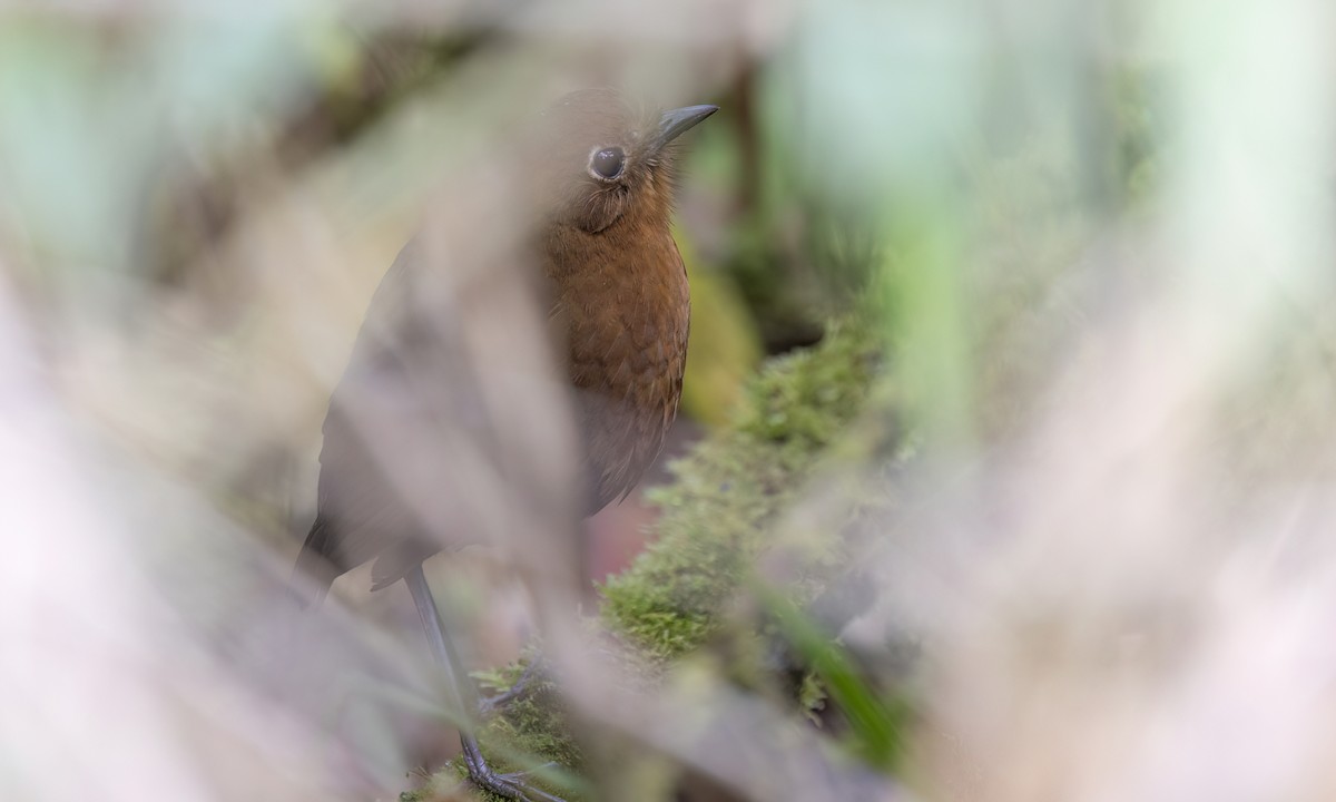 boliviamaurpitta - ML643061244