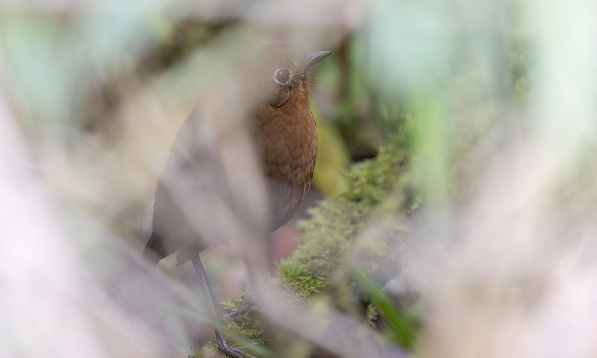 boliviamaurpitta - ML643061246