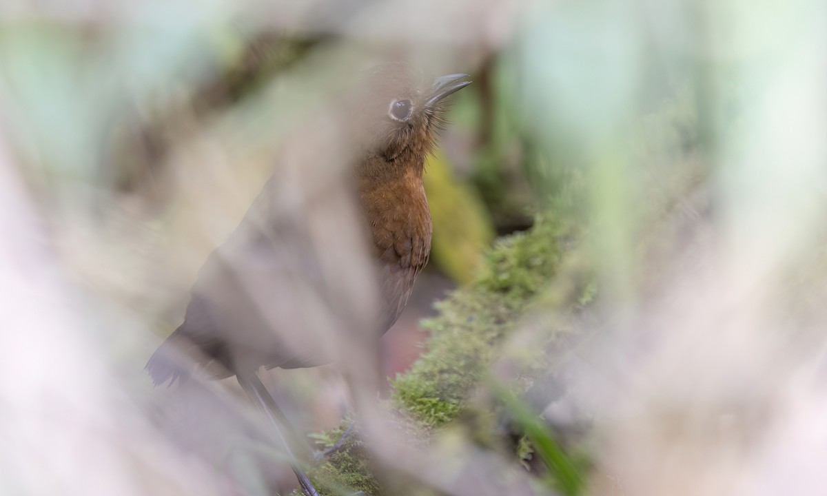 boliviamaurpitta - ML643061247