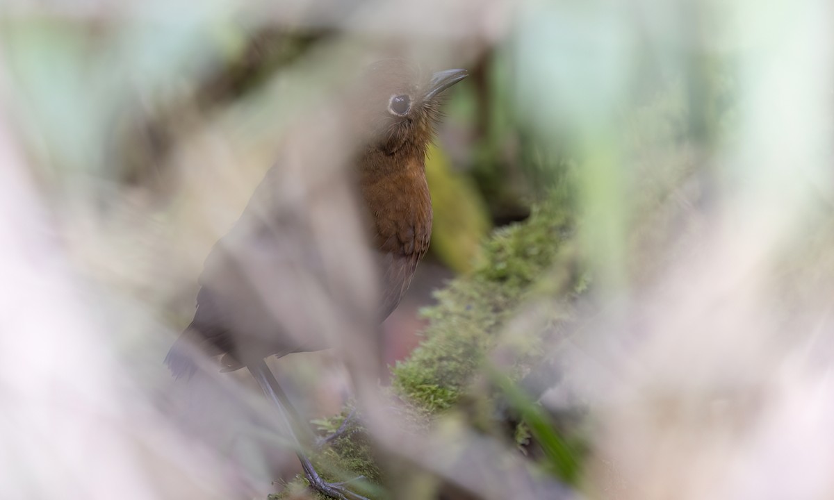 boliviamaurpitta - ML643061248