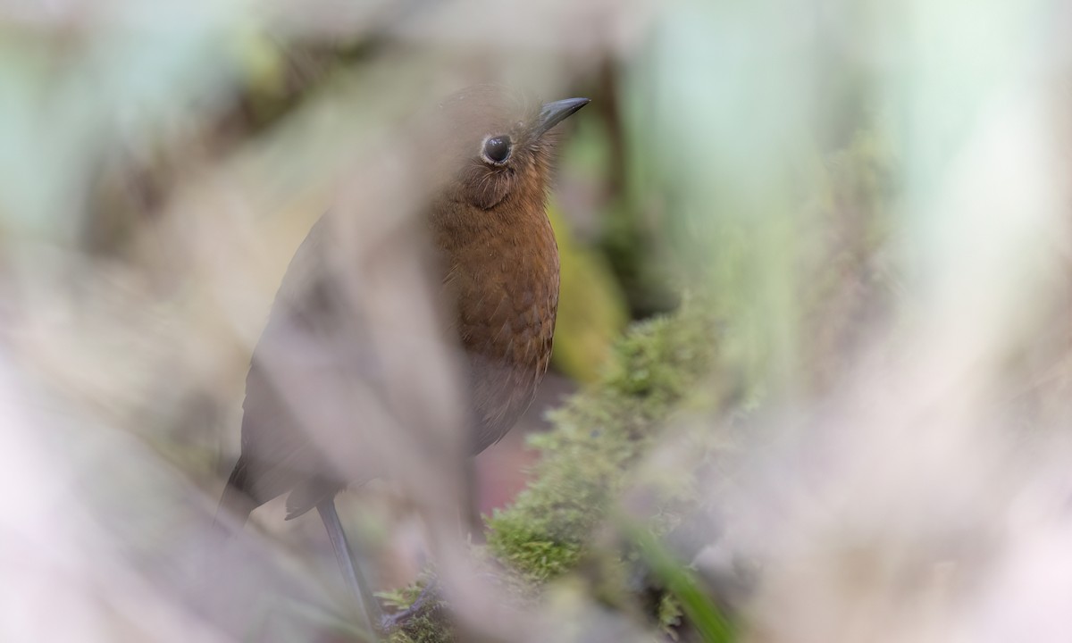 boliviamaurpitta - ML643061249