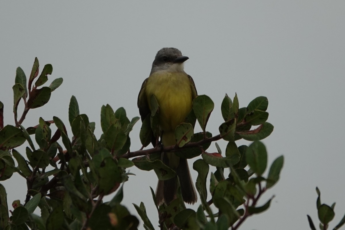 Tropical Kingbird - ML643061259
