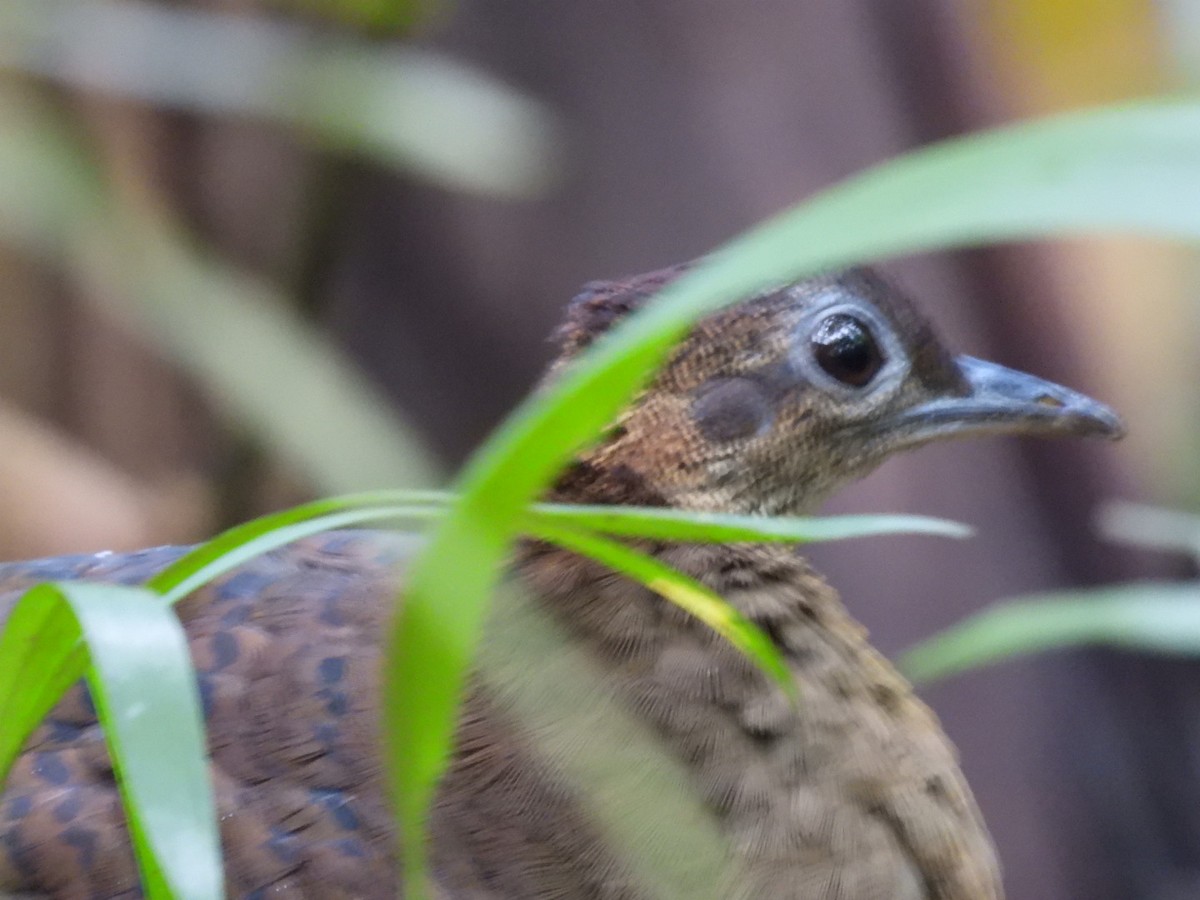 Great Tinamou - ML643061271