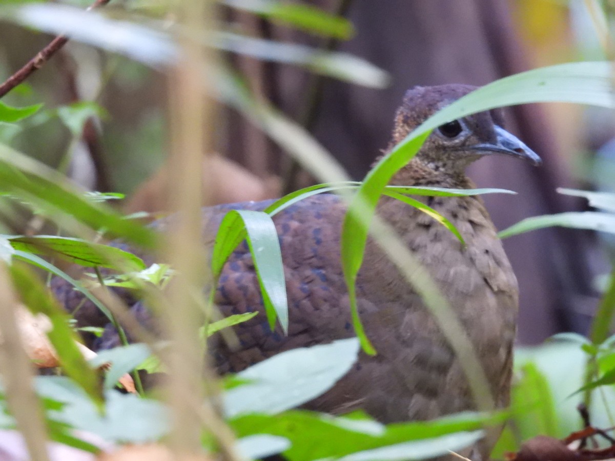 Great Tinamou - ML643061272