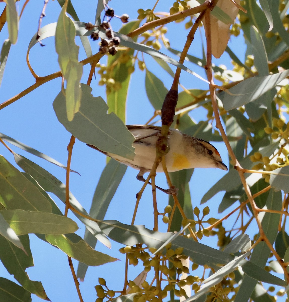 Red-browed Pardalote - ML643061303