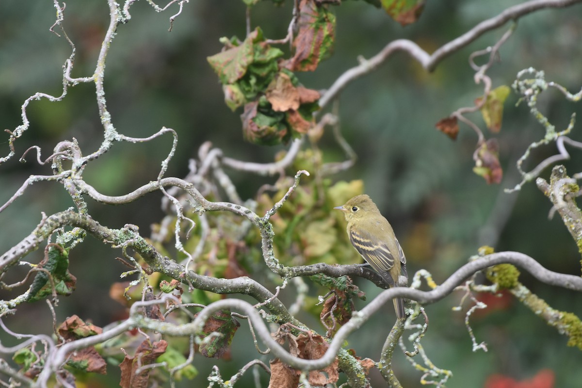 Western Flycatcher (Pacific-slope) - ML643061330