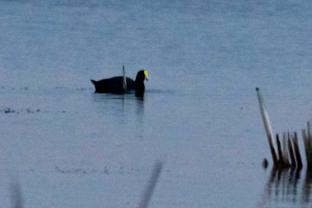 White-winged Coot - ML643061339