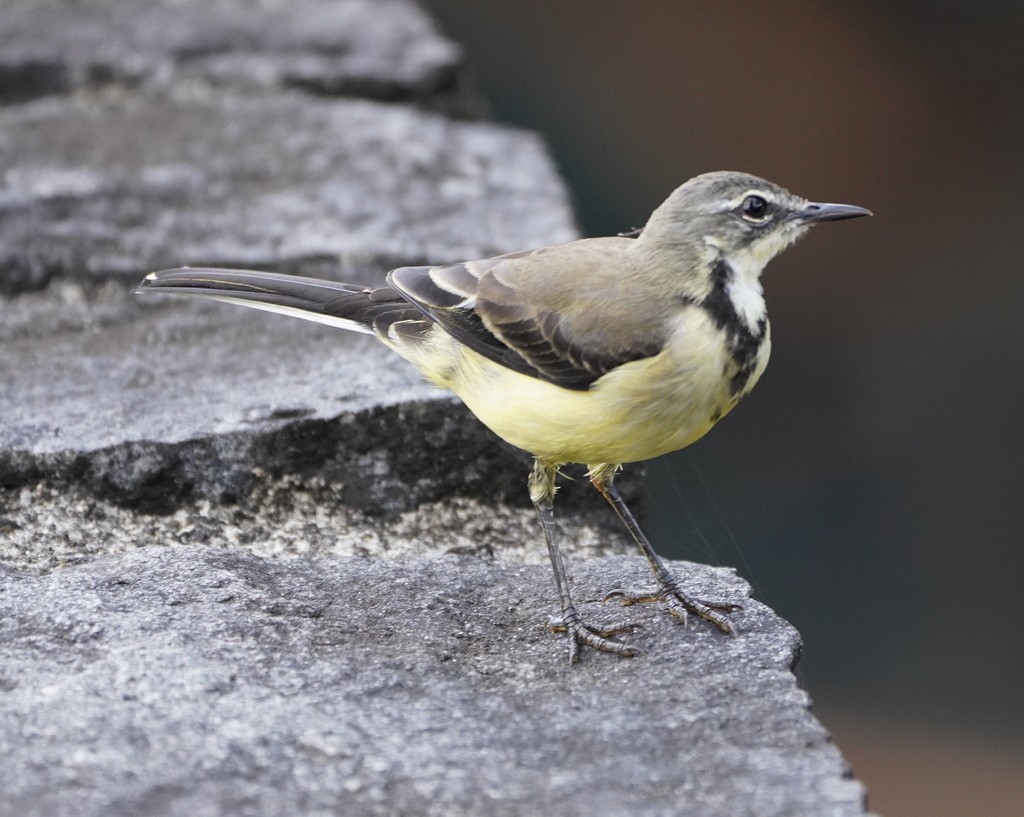 Madagascar Wagtail - ML643061349
