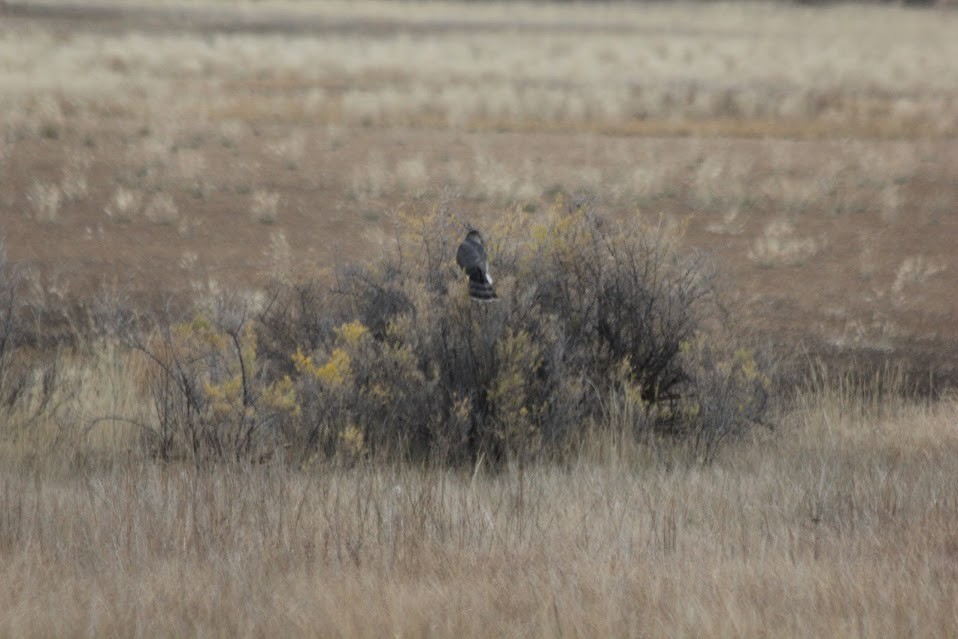 Sharp-shinned Hawk (Northern) - ML643061350