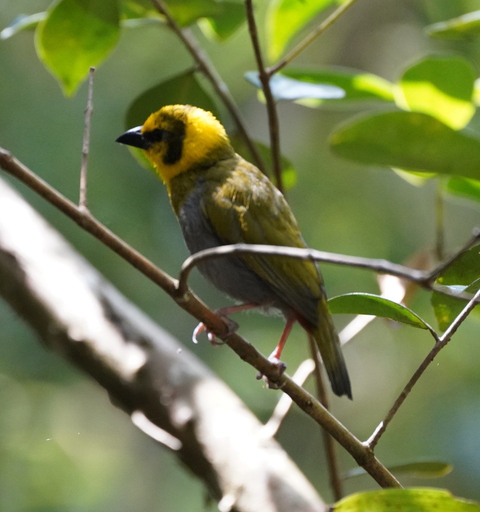 Nelikurvi Dokumacısı - ML643061363