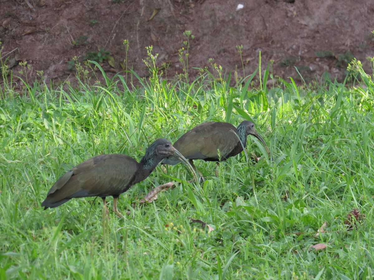 Ibis vert - ML643061369