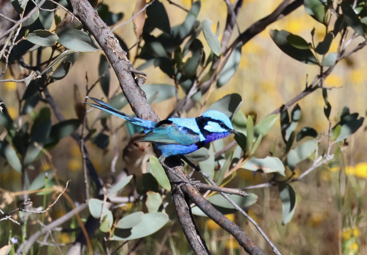 Splendid Fairywren - ML643061382