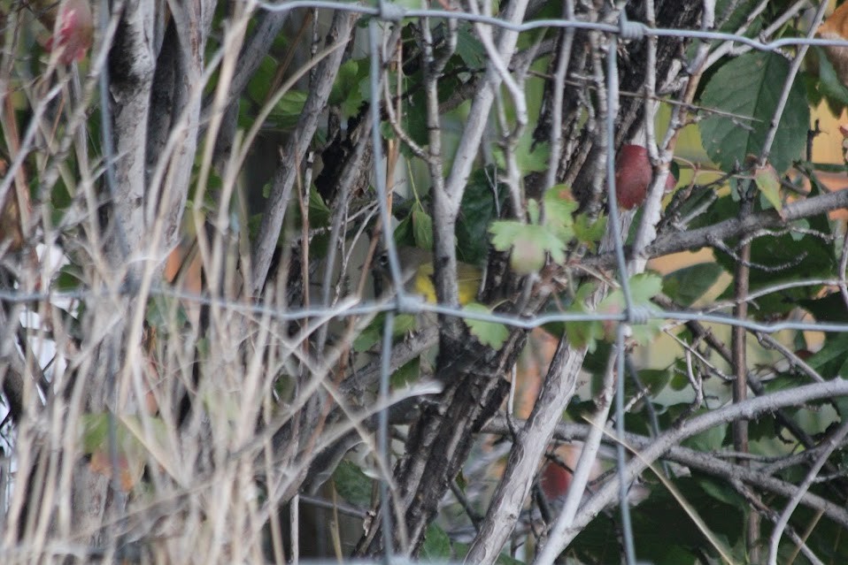 MacGillivray's Warbler - ML643061387