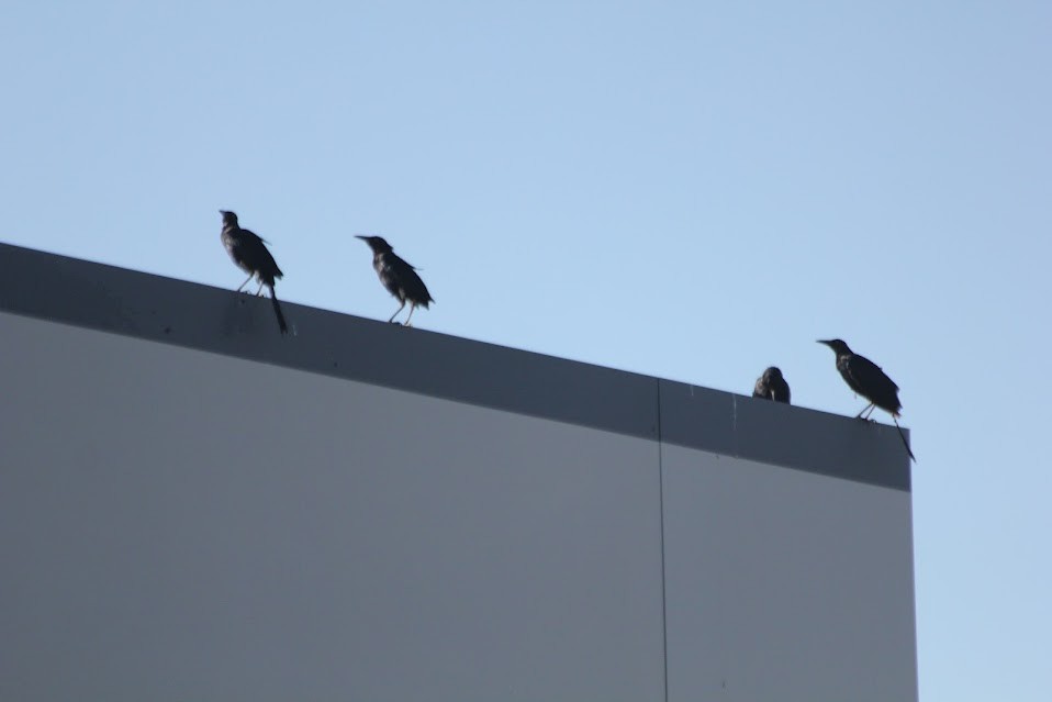 Great-tailed Grackle - ML643061418