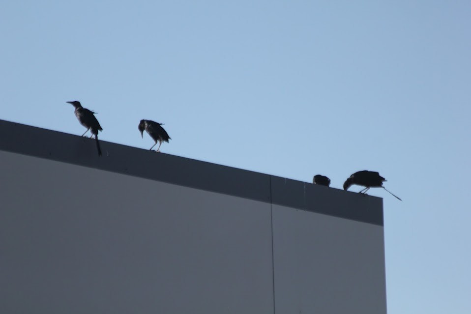 Great-tailed Grackle - ML643061421