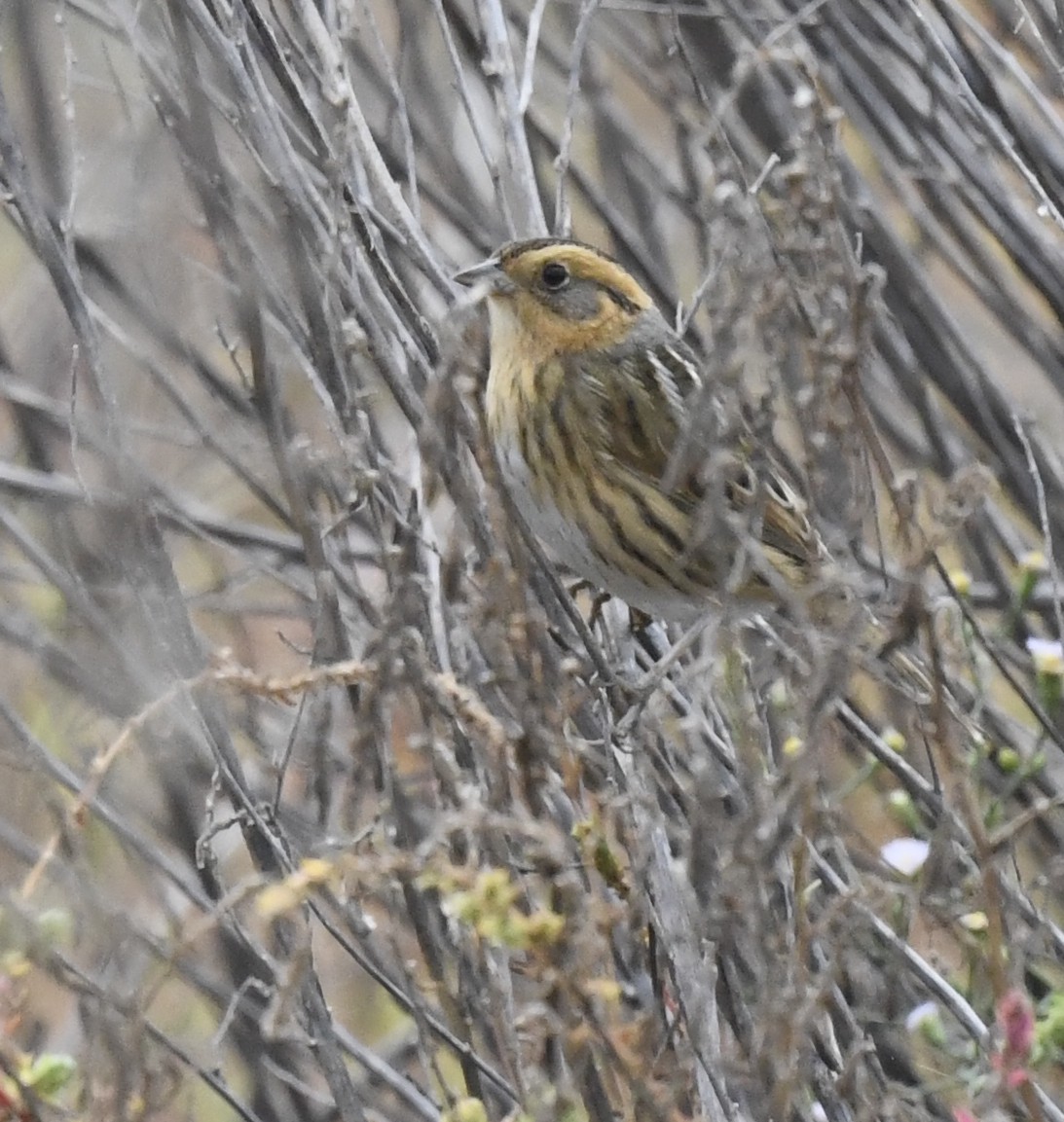 Nelson's Sparrow - ML643061422