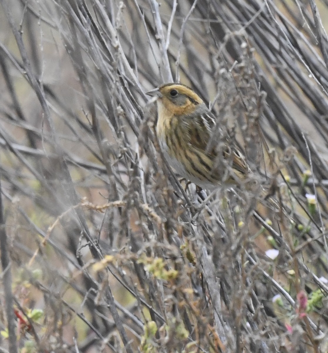 Nelson's Sparrow - ML643061423