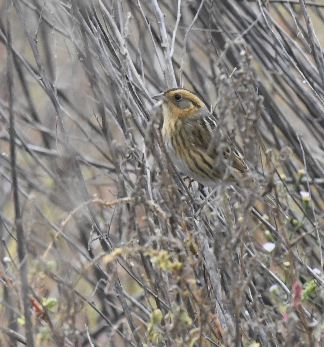Nelson's Sparrow - ML643061425