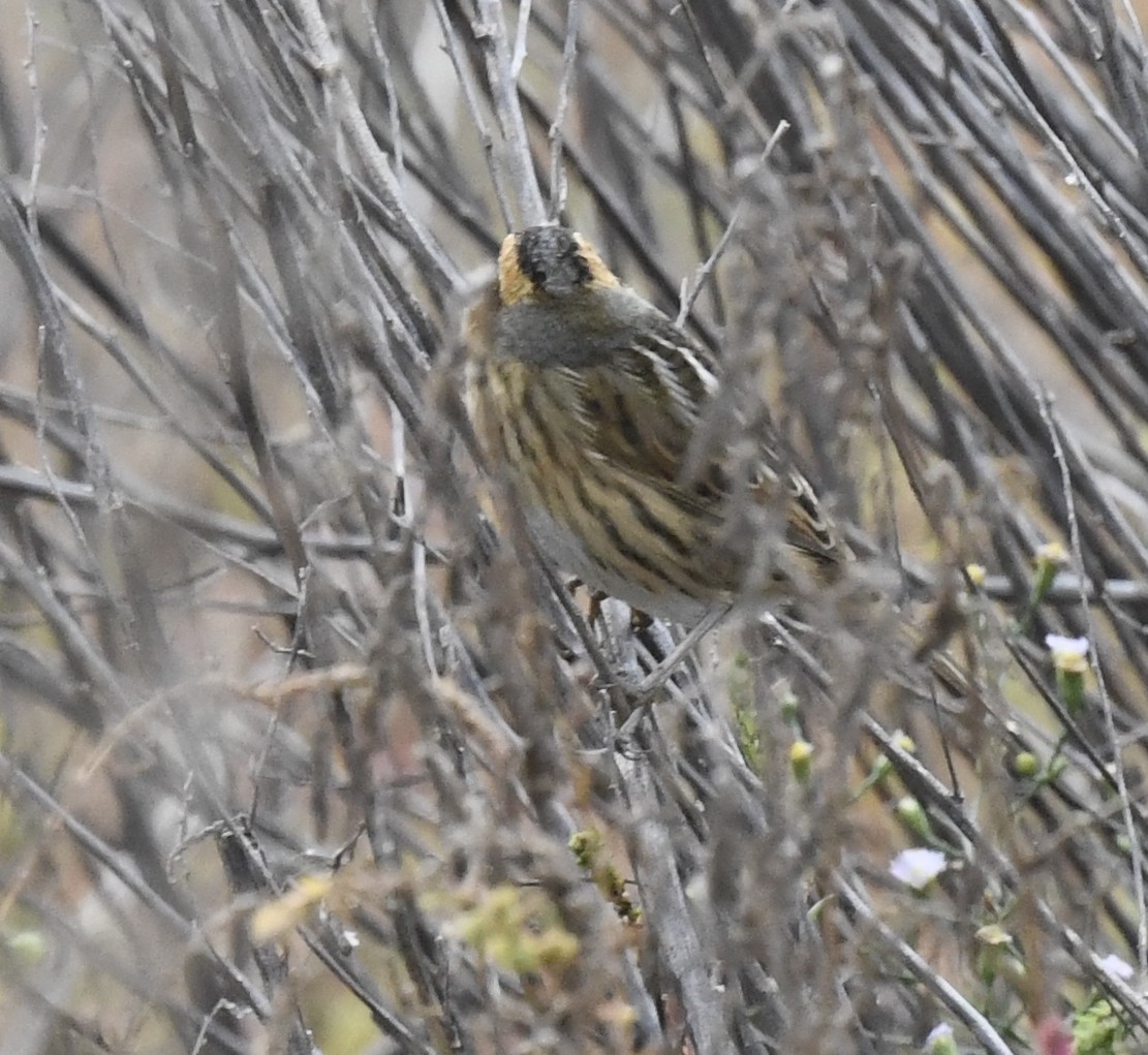 Nelson's Sparrow - ML643061429