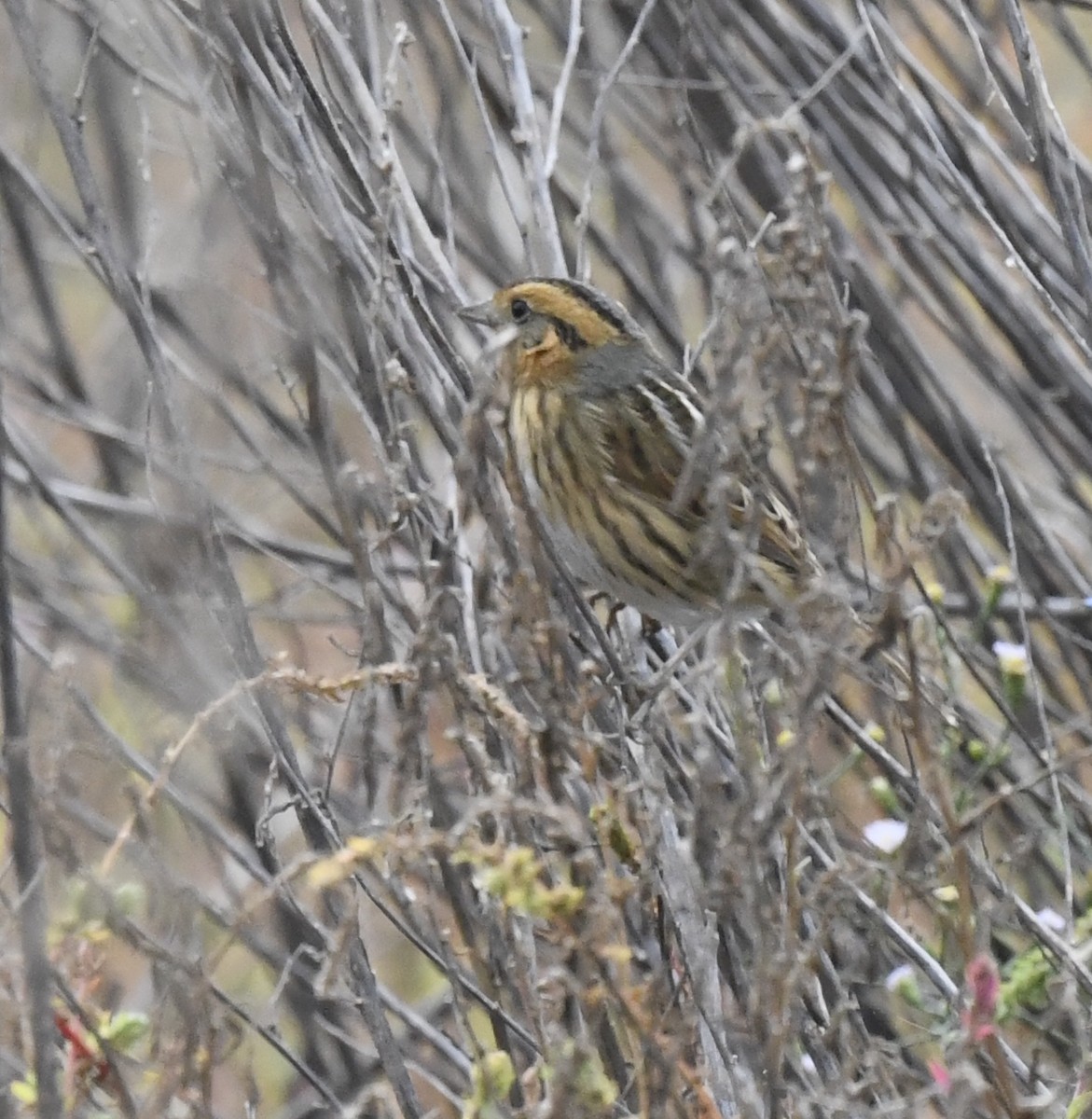 Nelson's Sparrow - ML643061430