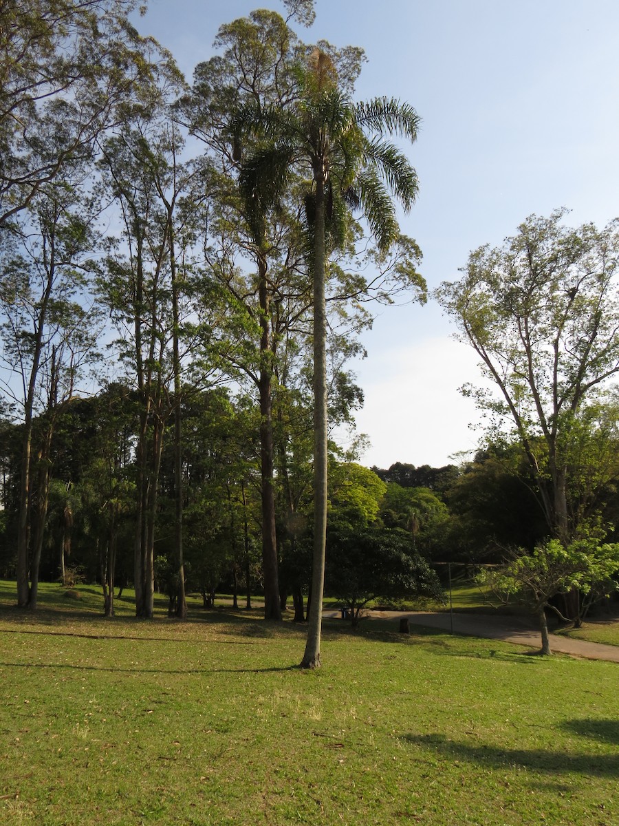 Crested Oropendola - ML643061442
