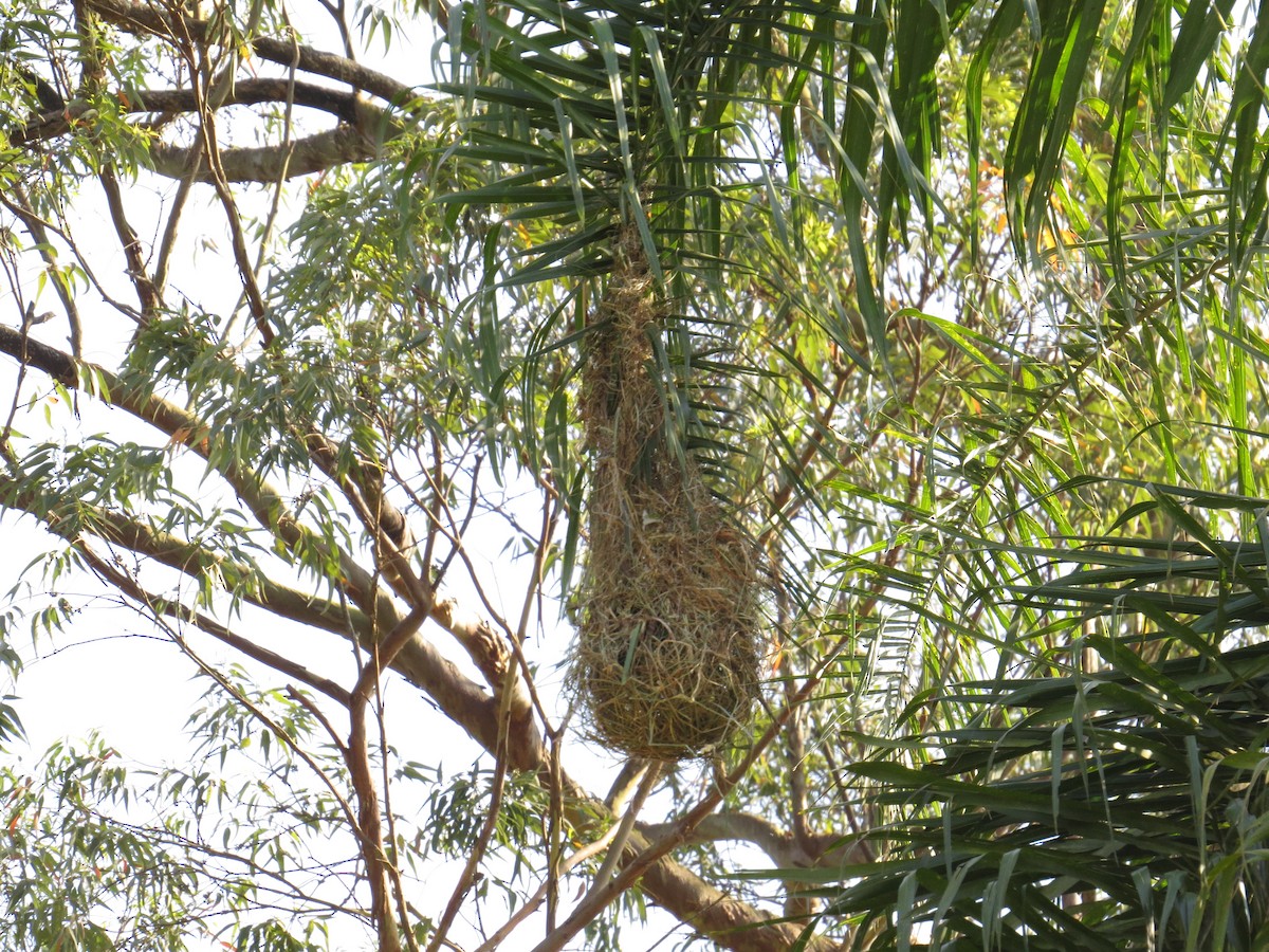 Crested Oropendola - ML643061445