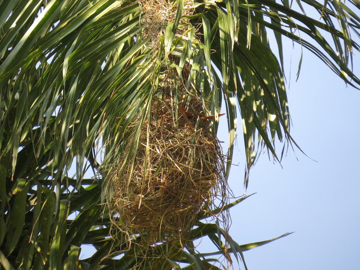Crested Oropendola - ML643061453