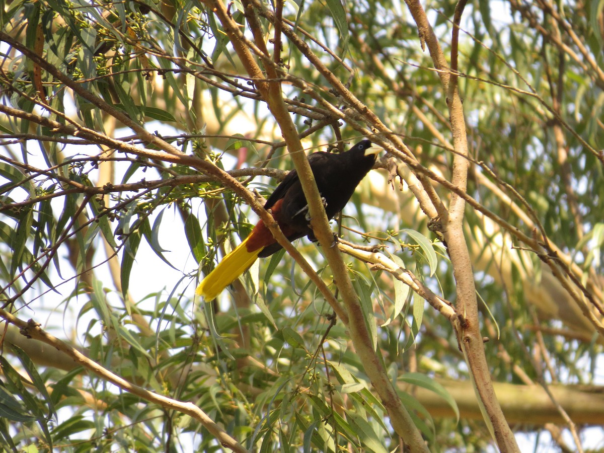 Crested Oropendola - ML643061454