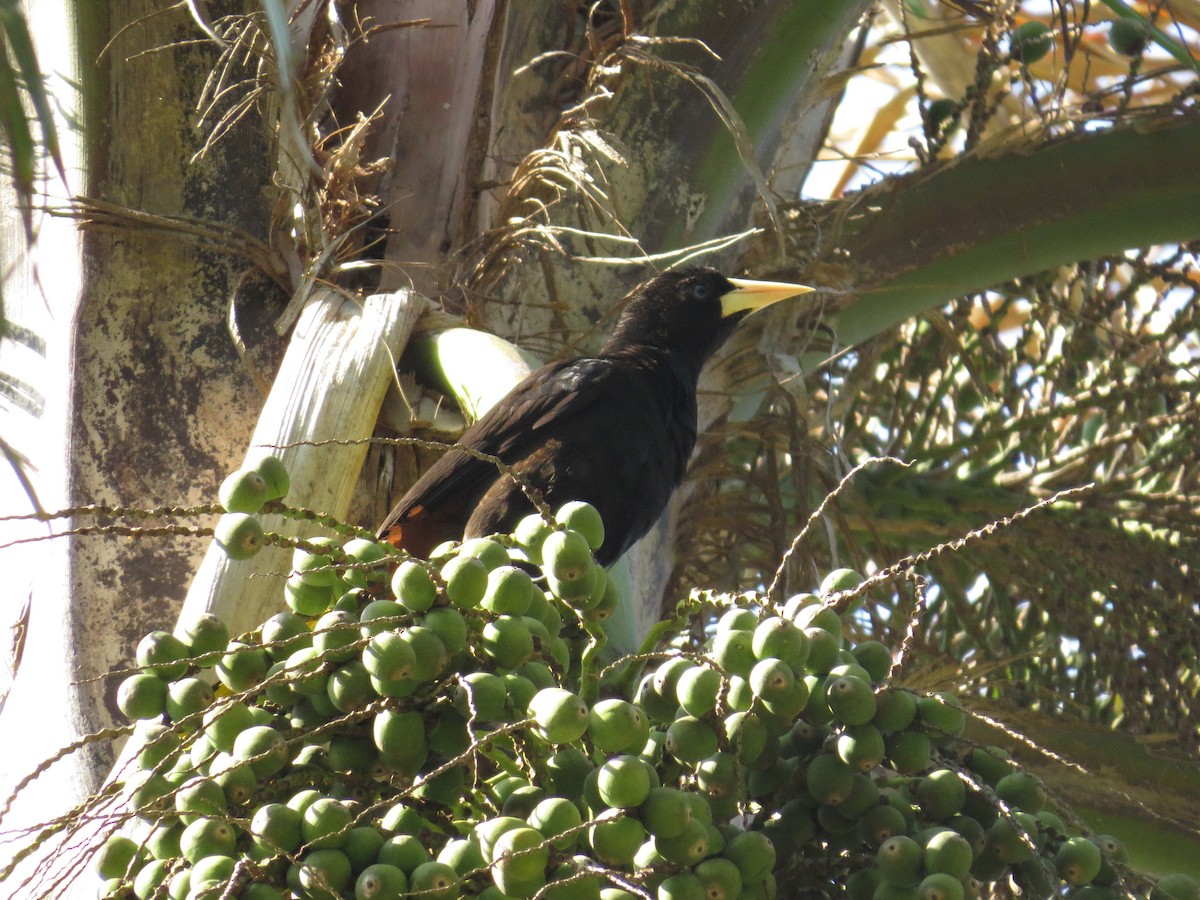 Crested Oropendola - ML643061456