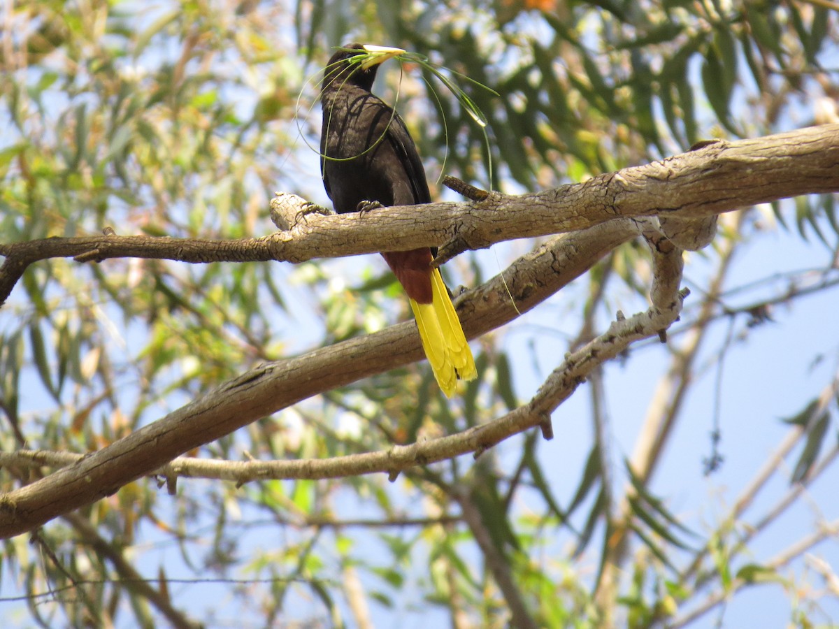 Crested Oropendola - ML643061458