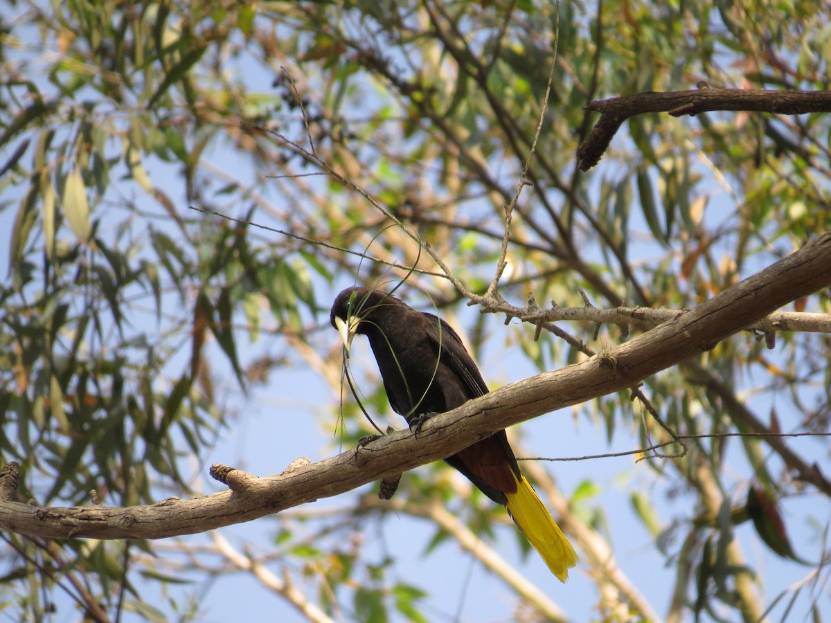 Crested Oropendola - ML643061461
